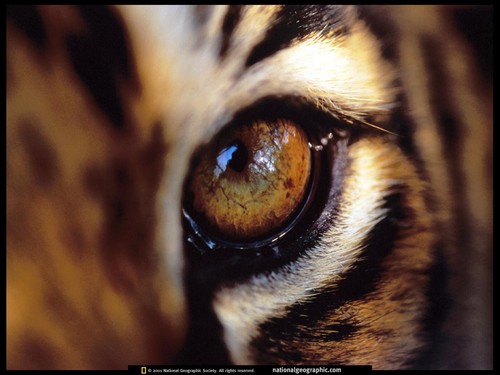  Tiger Eye