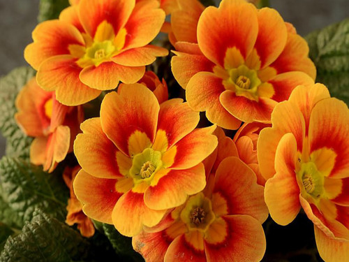  orange fleurs