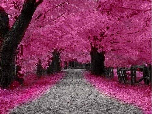  담홍색, 핑크 autumn