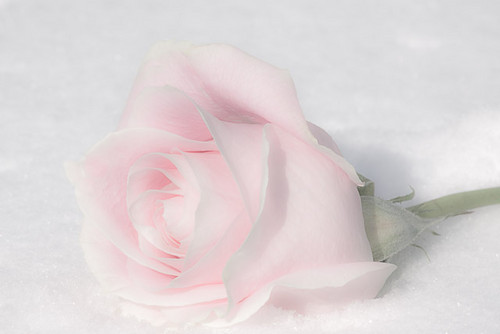  A Winter Rose For The Lovely Princess <3