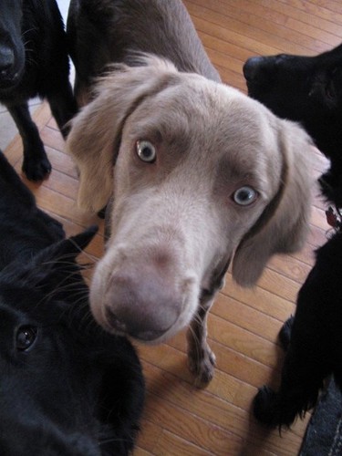  Long-Haired weimaraner, ویامآرانر