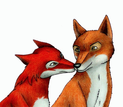  rubah betina and rubah, fox