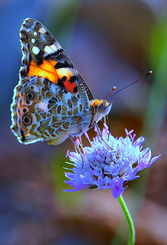  pretty butterfly, kipepeo