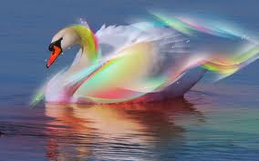  Colorful swan