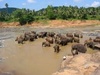  Elephants