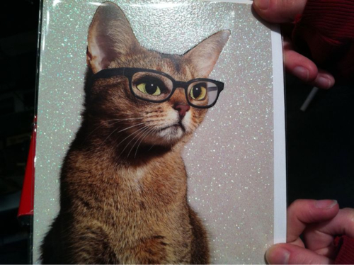  猫 wearing glasses