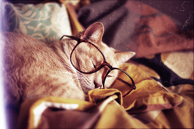  chats wearing glasses