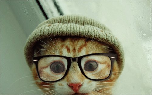  Katzen wearing glasses