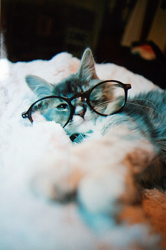  ネコ wearing glasses