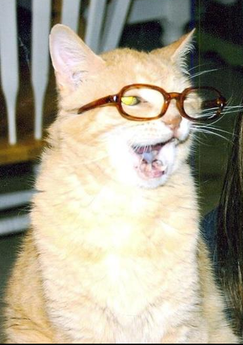  बिल्ली wearing glasses