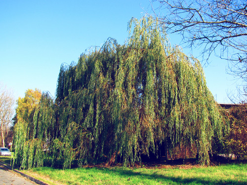  Willow árvore