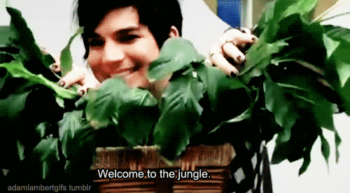  ☆ Adam ☆ Welcome to the jungle