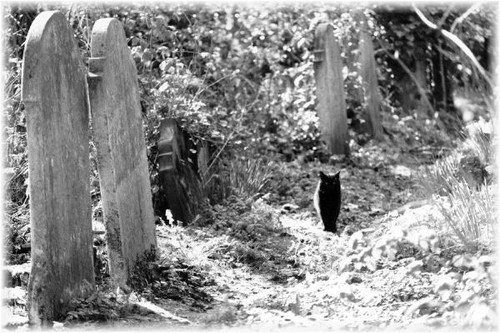 Black Cat In Cemetery