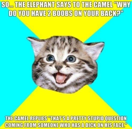  Lol,Cats Are Funny
