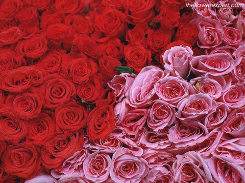  Special rosas for a Special Girl