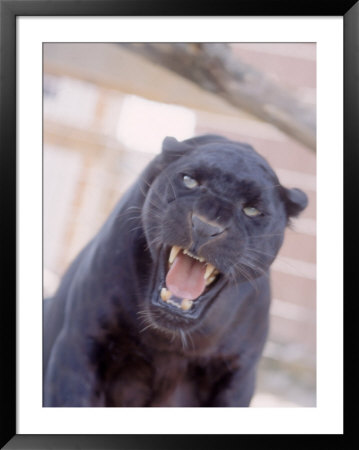 black panther snarl