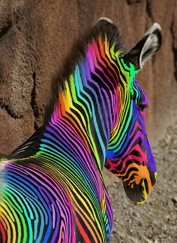rainbow zebre