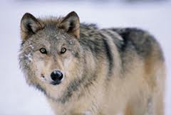  Grey 狼, オオカミ 3