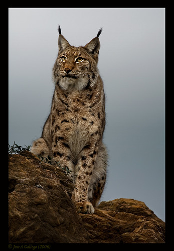  Lynx