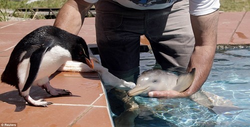 Penguin Meets Dolphin