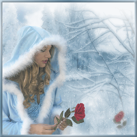  Winter Rose For Princess