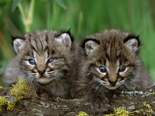  Bobcat chatons