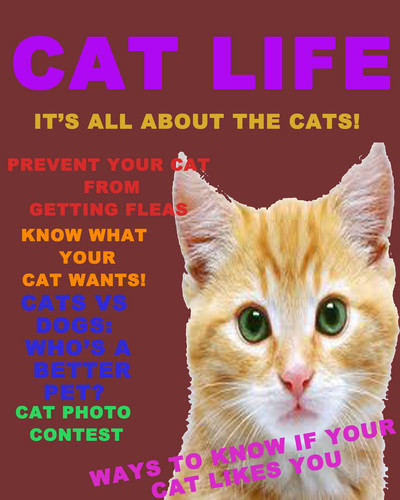  Cat Magazine