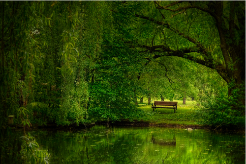  Lone Bench in a Forest of Green