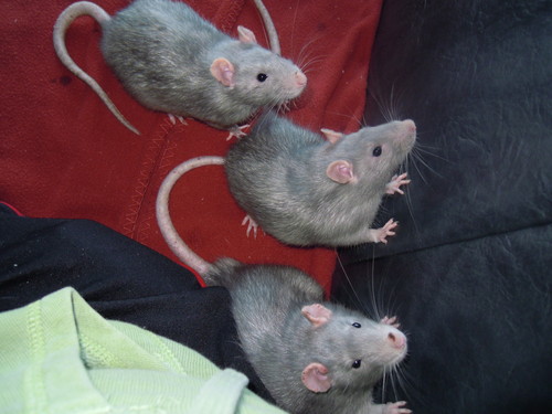  My rats
