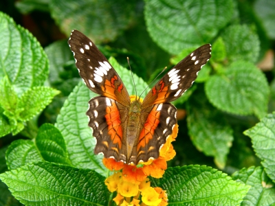  Rare papillons
