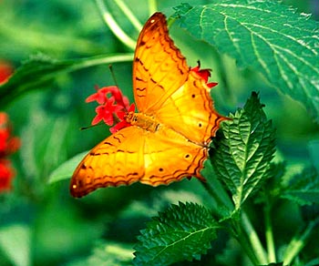  Rare papillons