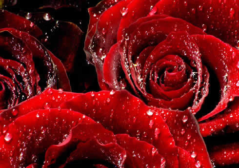  Red rosas in the Rain