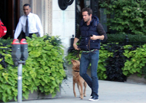  Ryan Reynolds Takes His Dog For A Walk In Boston