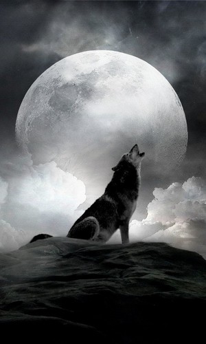  волк in the moon light