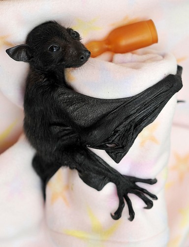  Baby फल Bat c: