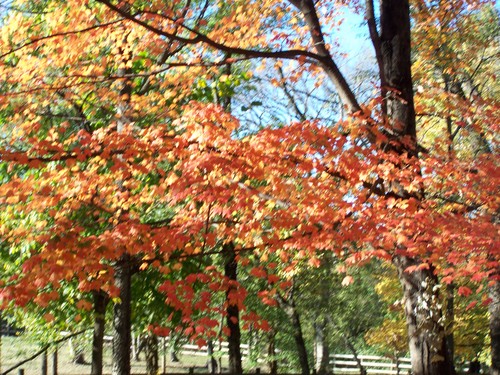  Fall colors