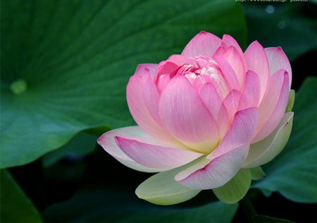 Lotus - National Flower Of Vietnam