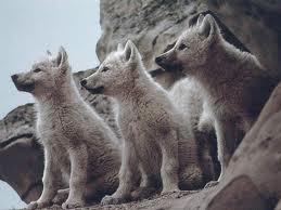  wolves the masters of the world