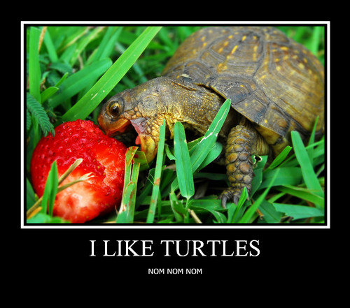  I Like Turtles