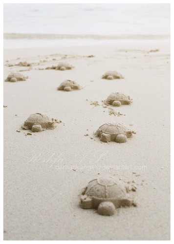  Sand Turtles