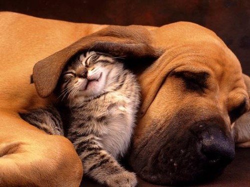  dog and kitty