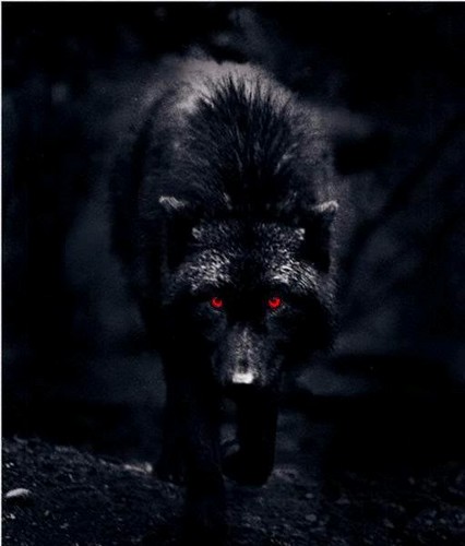 shadows serigala, wolf deathsie