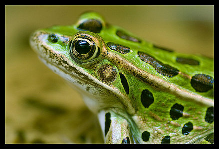  Green Frog