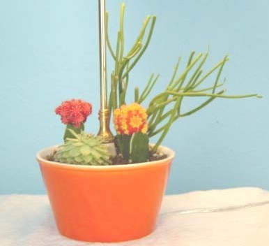  оранжевый Cactus