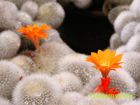  laranja Cactus