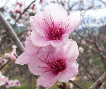  pic, peach bunga
