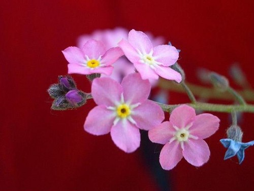Pink Forget-Me-Not
