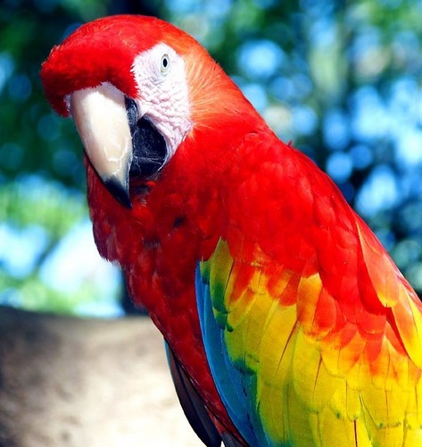  Red papagaio