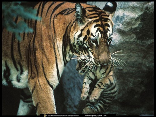  Tiger mother and cub