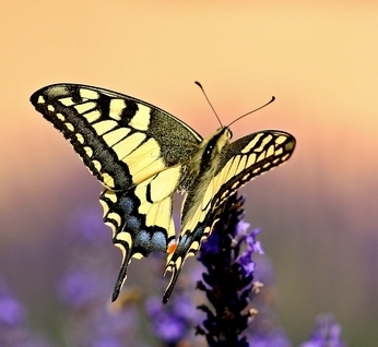  Yellow borboleta